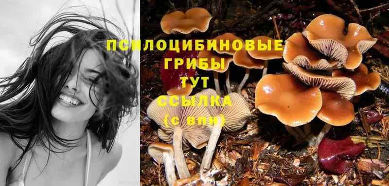 Галлюциногенные грибы Psilocybine cubensis  Кашин 